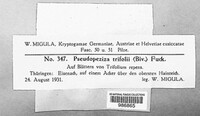 Pseudopeziza trifolii image